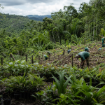 Floresta amazônica em recuperação com viveiro de mudas nativas e trabalhadores em atividade de restauração ambiental