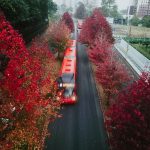 Vista aérea de ônibus vermelhos circulando por uma via arborizada de Curitiba.