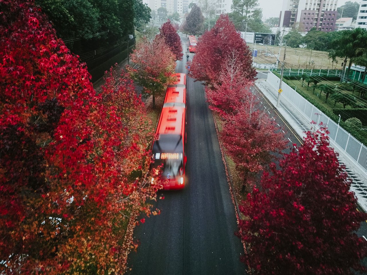 Vista aérea de ônibus vermelhos circulando por uma via arborizada de Curitiba.