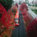 Vista aérea de ônibus vermelhos circulando por uma avenida arborizada de Curitiba.