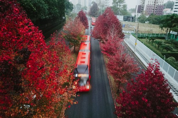 Vista aérea de ônibus vermelhos circulando por uma avenida arborizada de Curitiba.